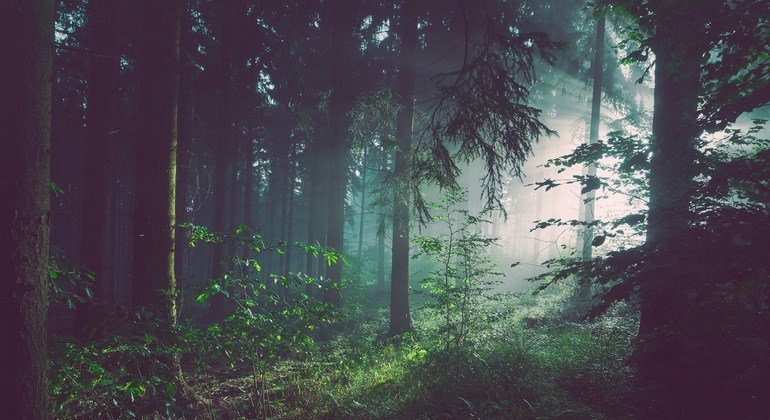 Forêts : une étude de l’ONU appelle à une approche politique holistique pour atteindre les objectifs climatiques